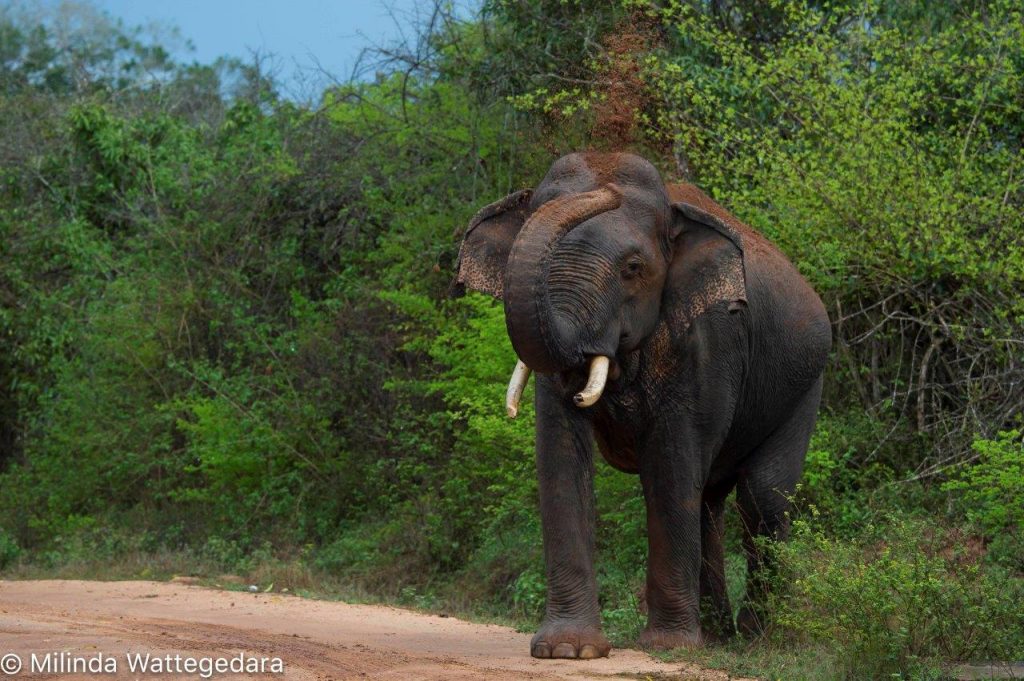 elephant tusker