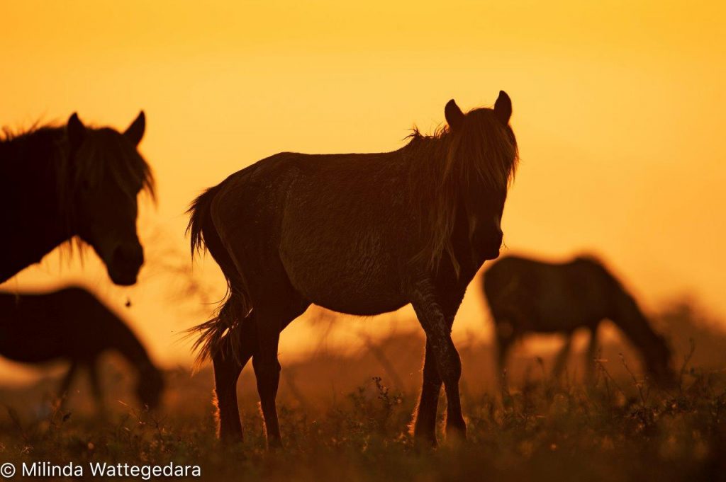 delft island ponies