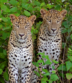Wild Life Leopard