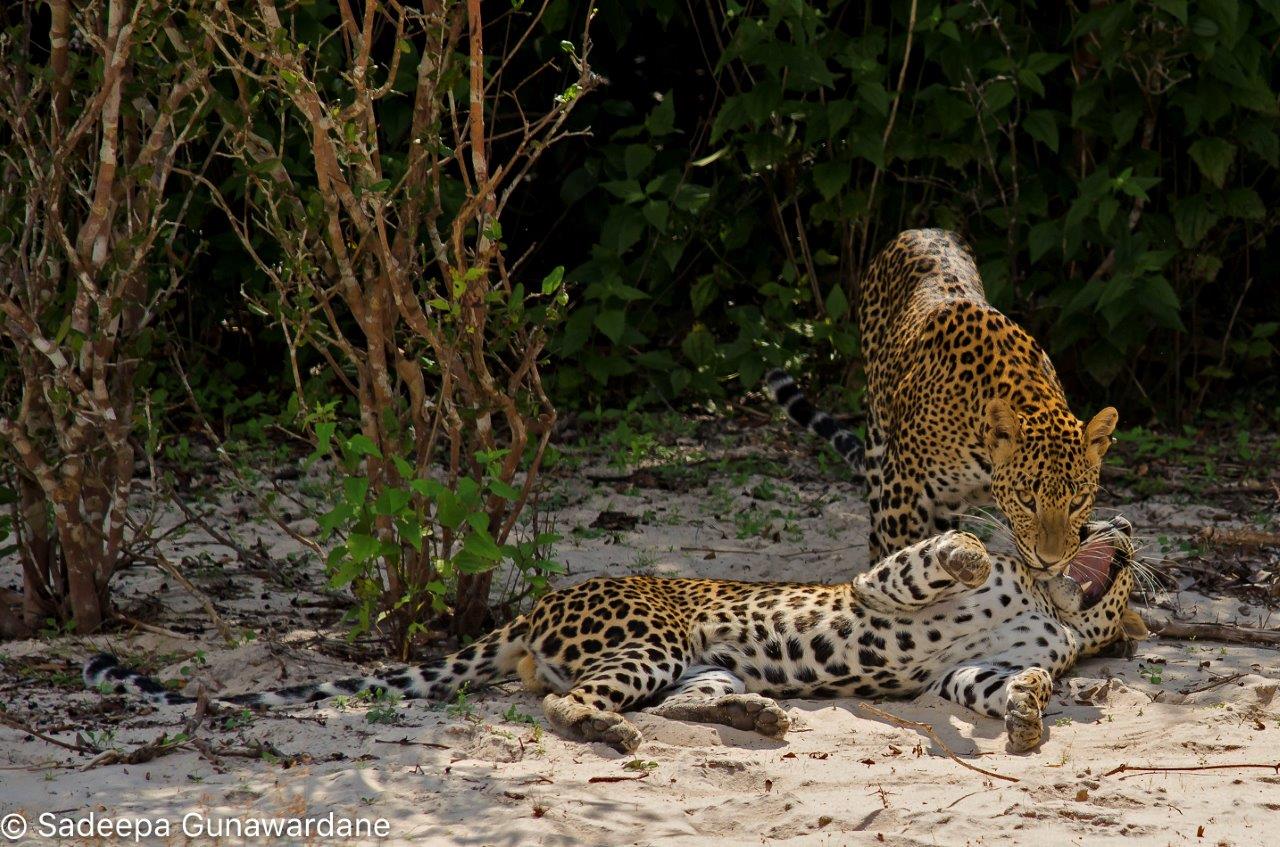 Wild Life Leopard