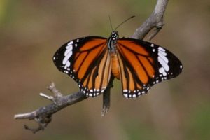 Wild life Butterfly 1