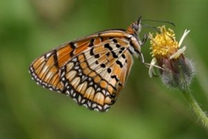 Wild life Butterfly 2