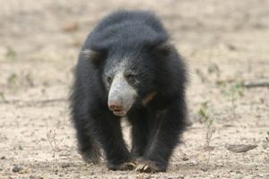 Wild life Sloth Bear