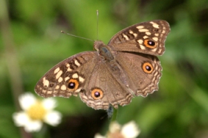 Wild life Butterfly