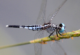Dragonfly-&-Butterfly-in-Sri-Lanka