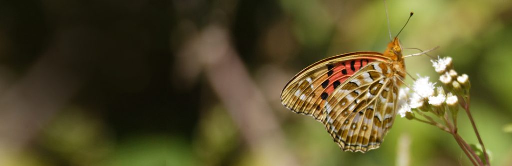 -Dragonfly-&-Butterfly