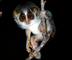 Wild life Loris