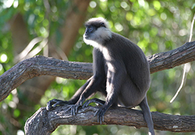 Primates-in-Sri-Lanka
