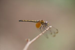 Wild Life Dragonfly