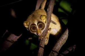 Wild life Loris