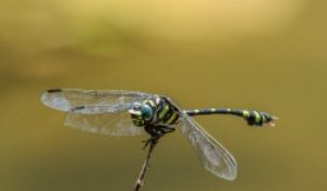 Wild Life Dragonfly