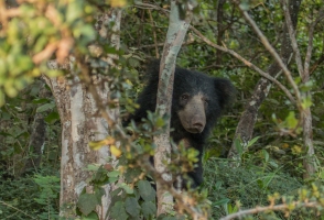 Wild Life Sloth Bear