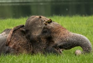 Wild life Elephant