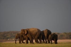 Wild life Elephant