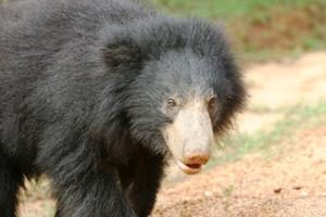 Wild life Sloth Bear