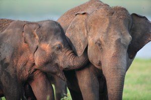 Wild life Elephant