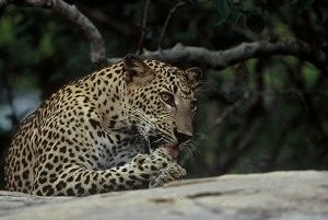 wildlife Leopard