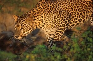 wildlife Leopard