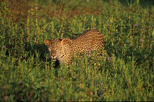 wildlife Leopard
