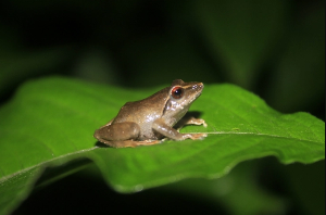 wild life frogs 