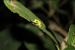 wild life frogs 