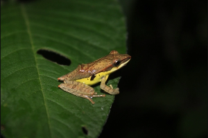 wild life frogs 