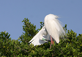 Birding Sri Lanka