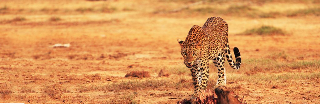 Leopard-Trails-Sri-Lanka