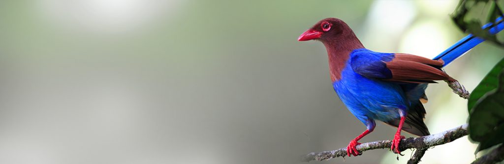 Endemic-Birds-in-Sri-Lanka