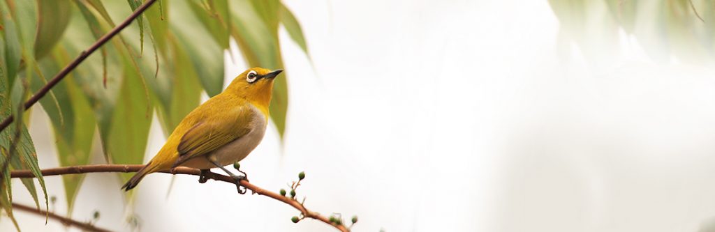Birding-Sri-Lanka