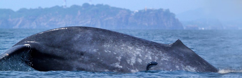 Whale-Watching-in-Mirissa