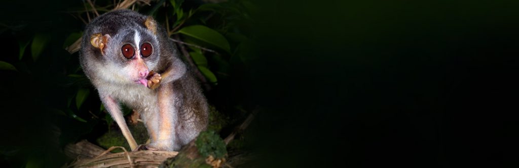 Primates-in-Sri-Lanka