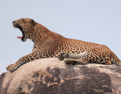 From Wasgamuwa to Yala