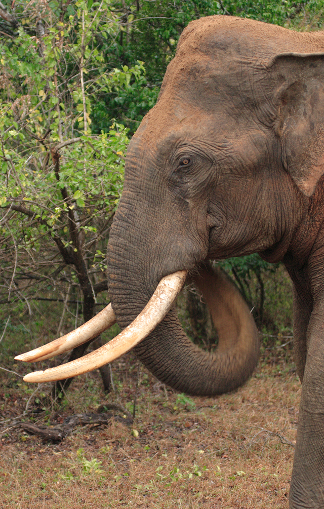 Majestic Elephants