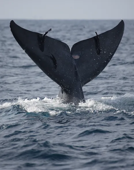 Whale Watching in Mirissa