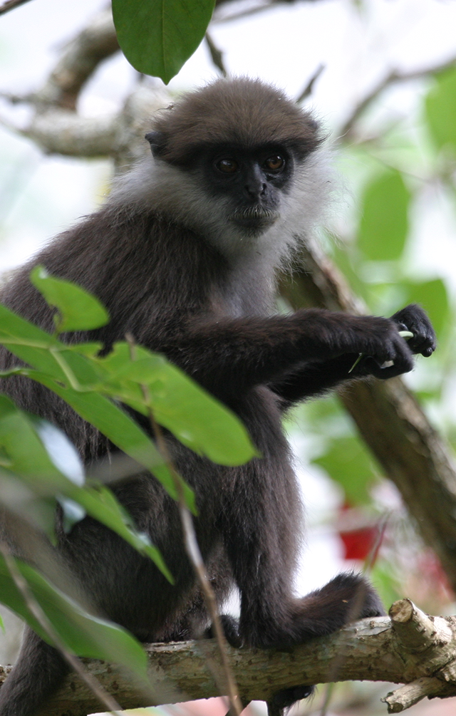 Endearing Primates