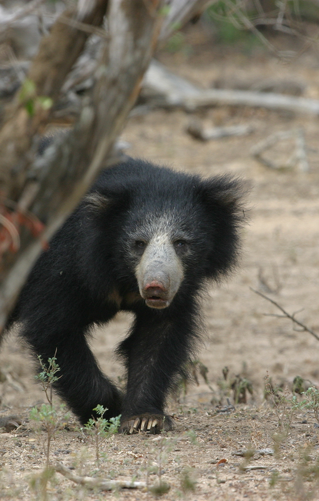 Elusive Sloth Bears