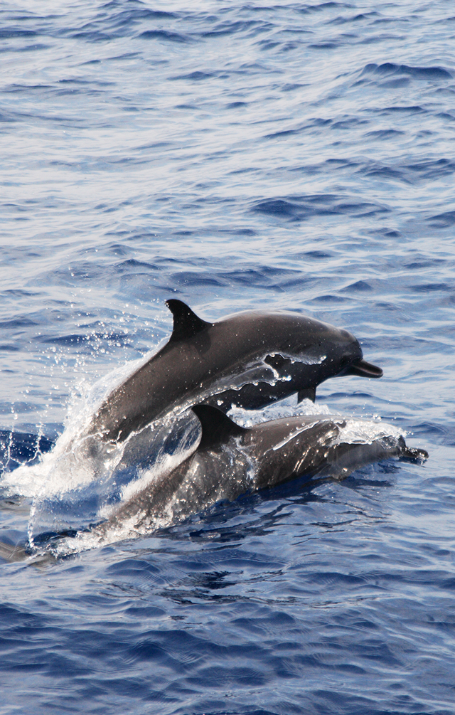Marine Mammals