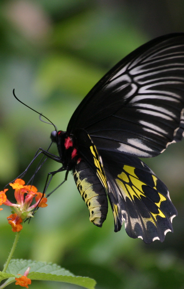 Butterfly Ballet