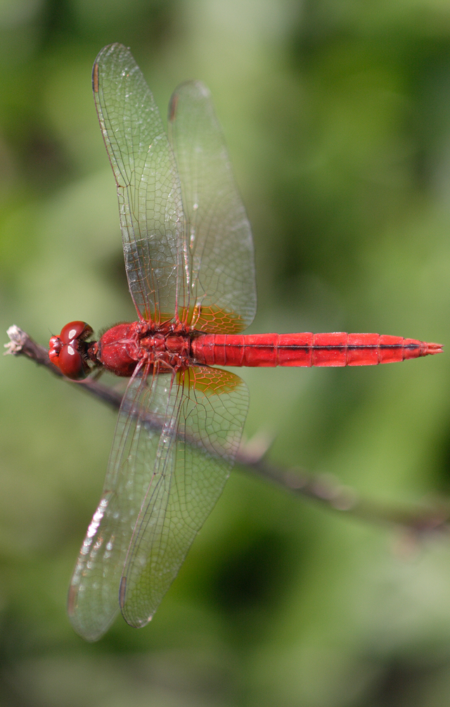 Dragonfly Jewels