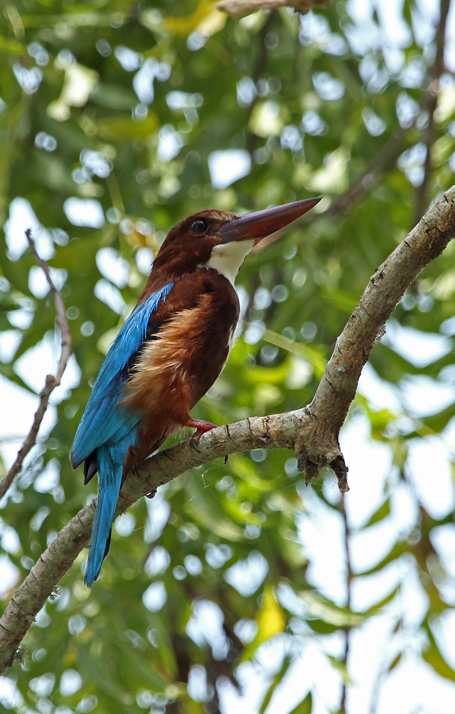 Birdwatcher’s Paradise