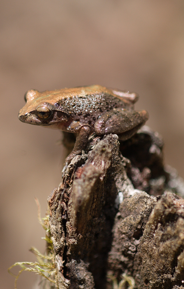 Rainforest Frogs