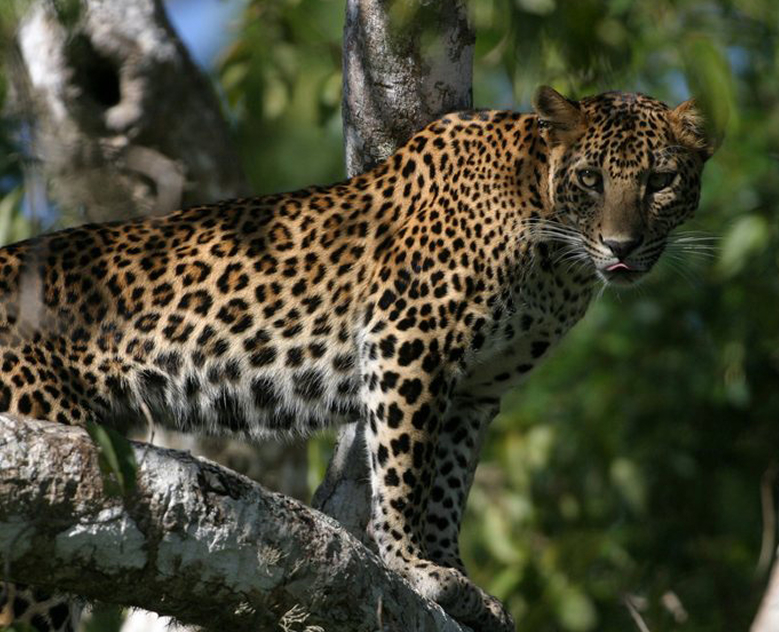 Leopard Whispers and Tangalle Tides: A Wildheart Coastal Escape
