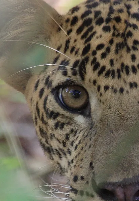Wildlife