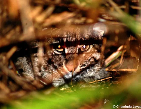 The Elusive Fishing Cat of Sri Lanka: A Rare Wetland Predator