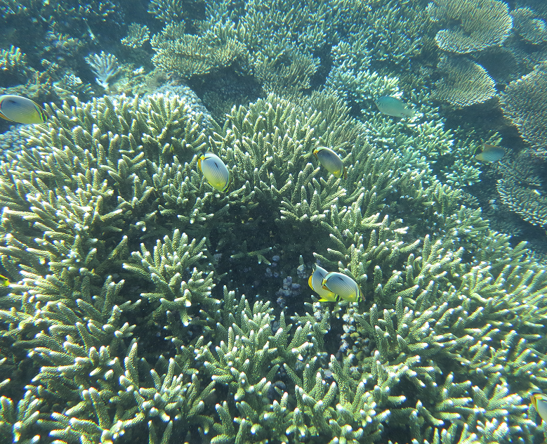 Snorkeller’s Dream Island Escape:  Trincomalee