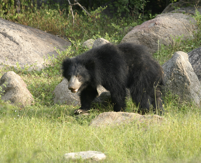 Wilpattu to Anuradhapura: Wilderness Pilgrimage