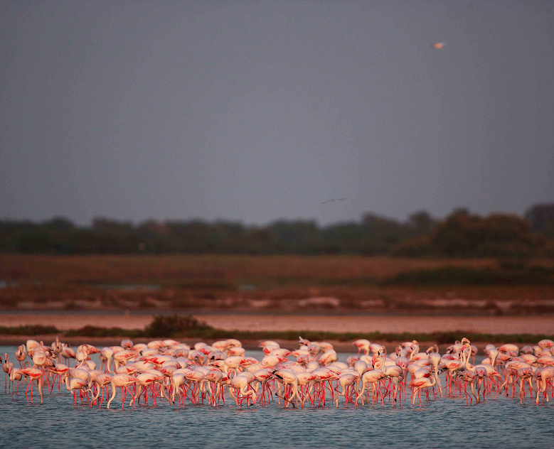Mannar Birding Odyssey: Flamingos & Pearl-Washed Shores