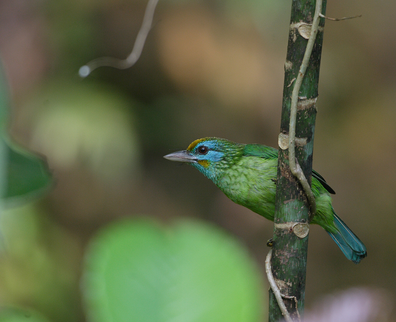 Emerald Mists & Waterfall Hymns: Sinharaja Nature Retreat