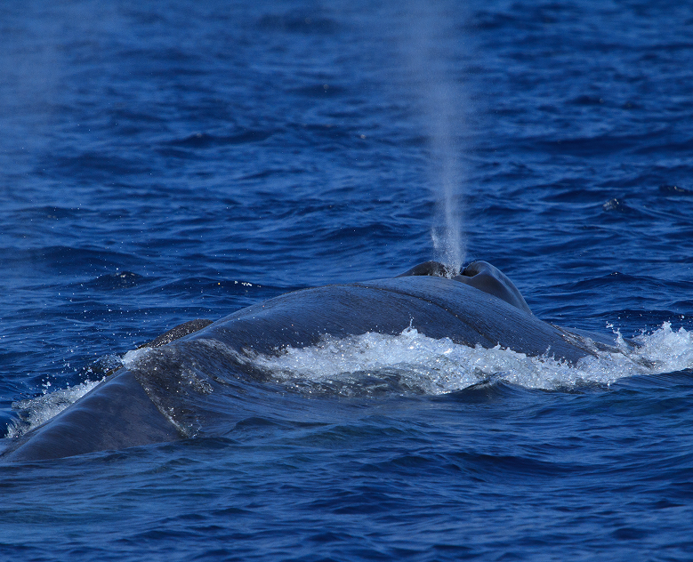 Mirissa to Galle: From Ocean Giants to Ancient Ramparts